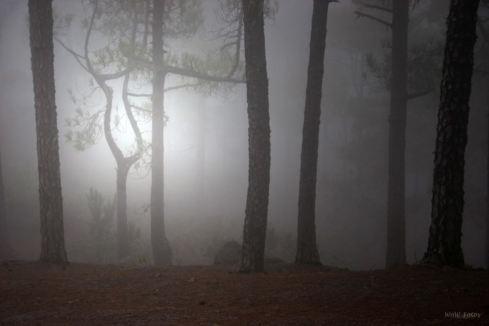 Interpretationen der Natur